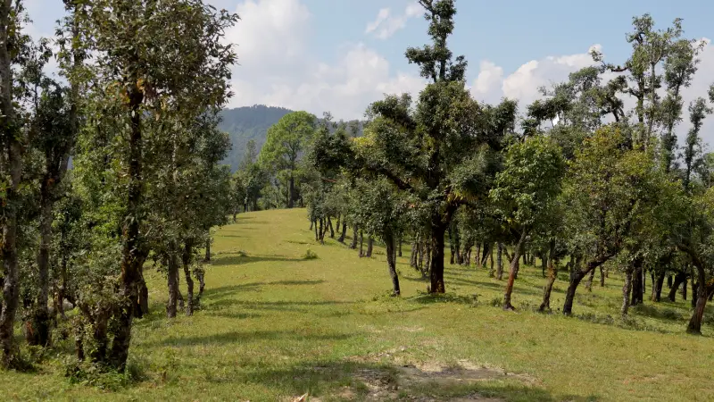 Chaukori Landscape